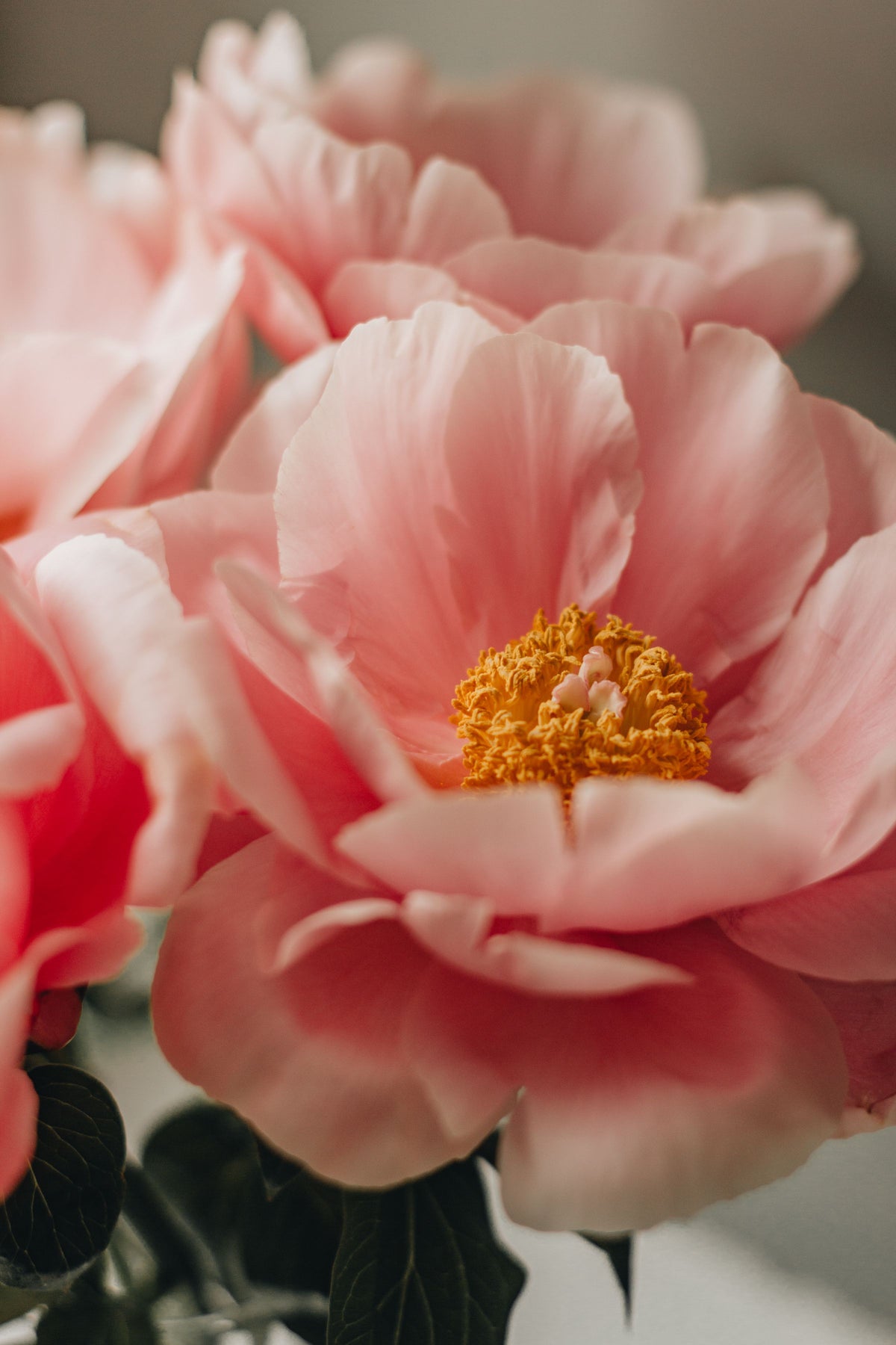 Bouquet di peonie rosa