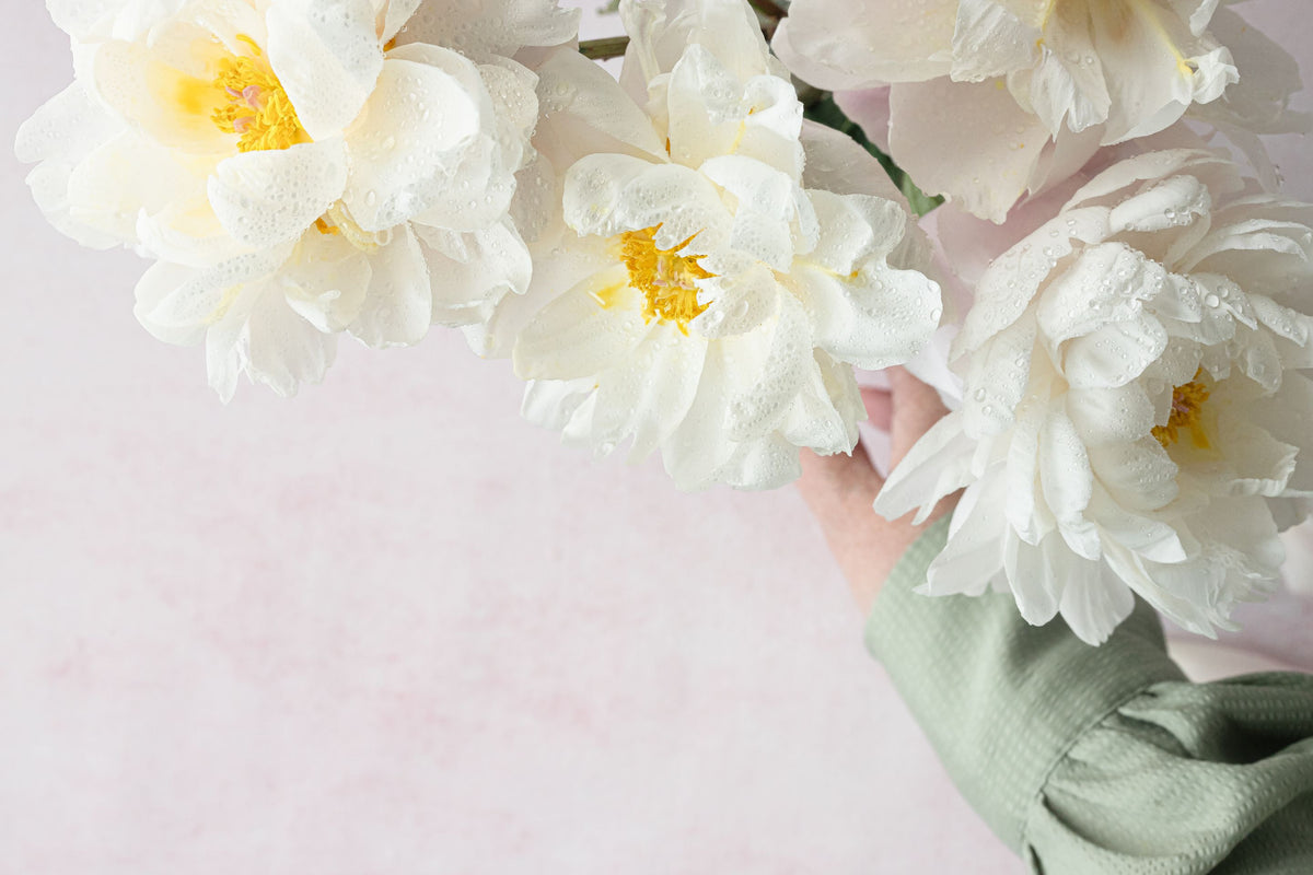 Peonie bianche su sfondo rosa