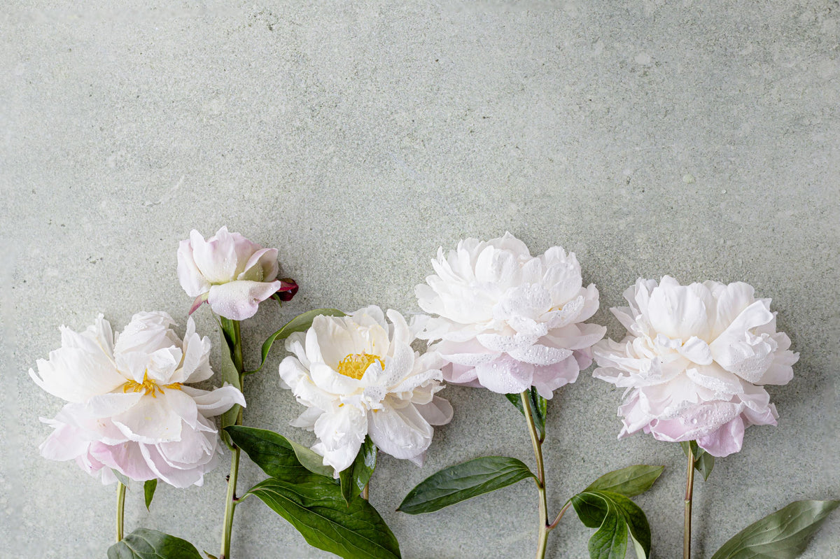 Peonie bianche su pietra