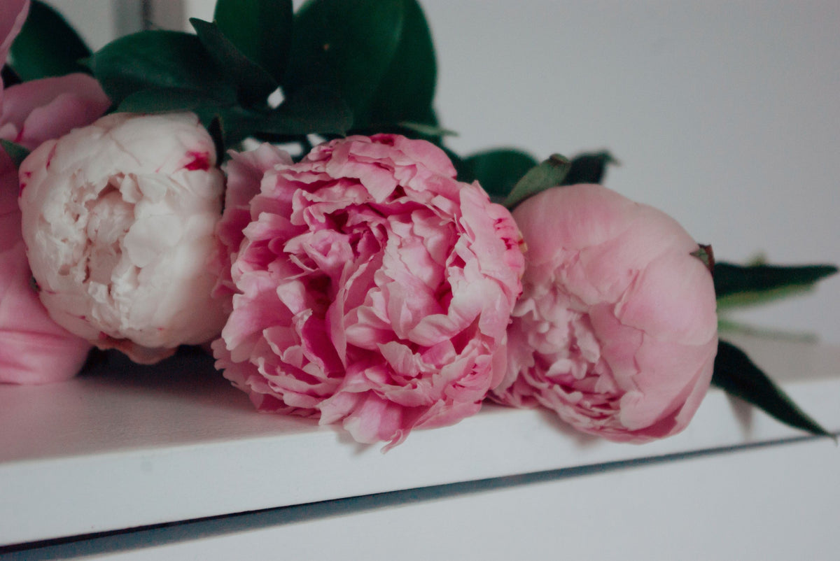 Peonie rosa cipria