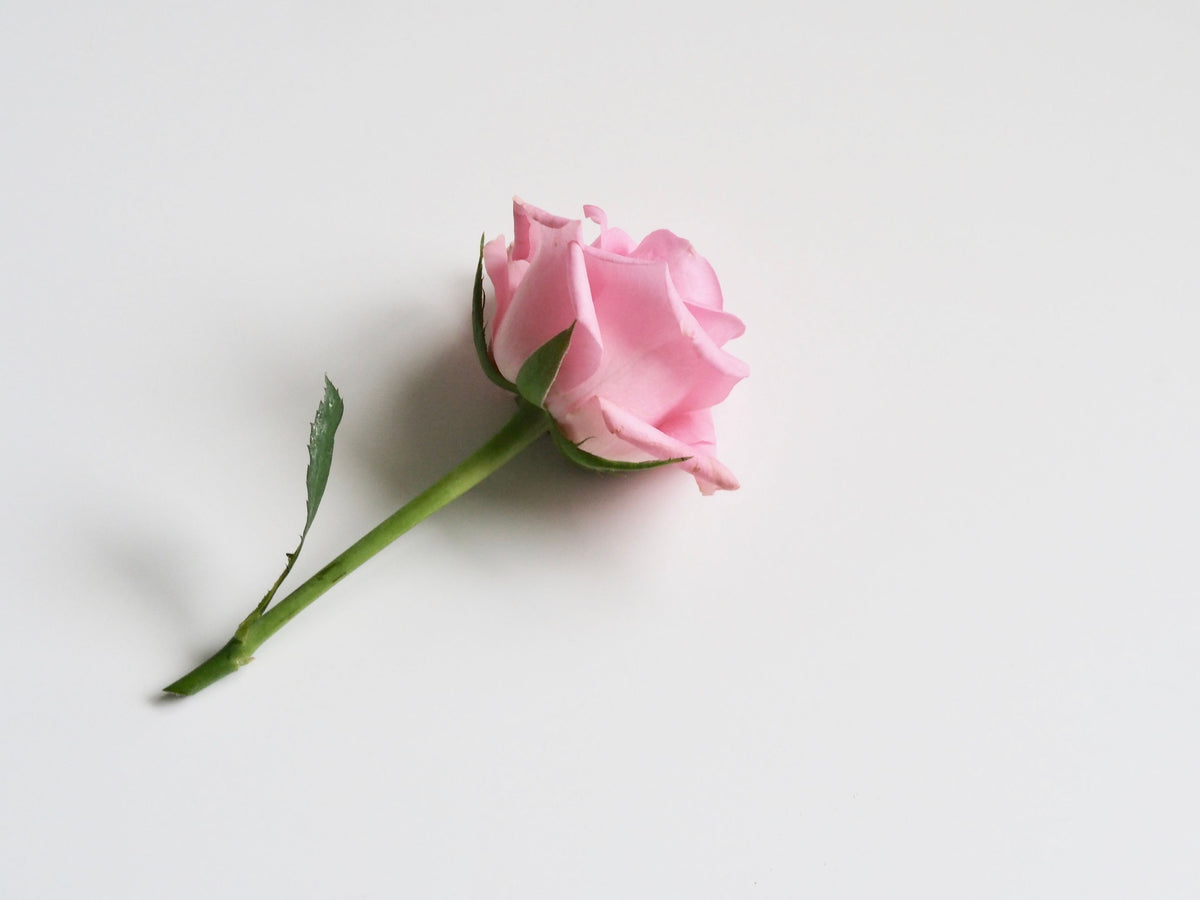 Rosa rosa su sfondo bianco