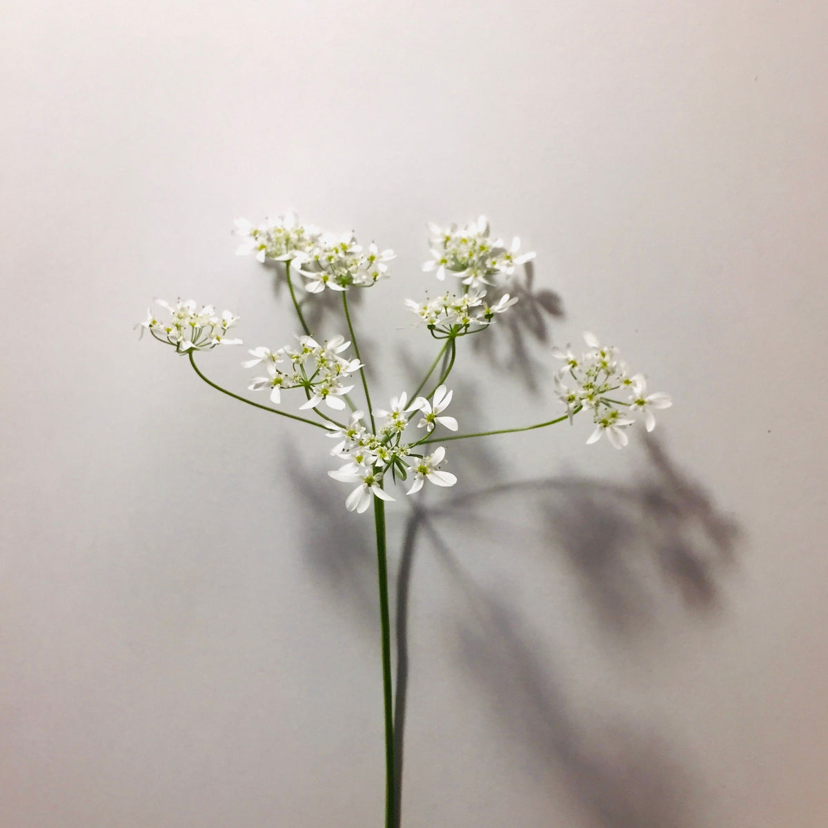 Fiori bianchi delicati minimal