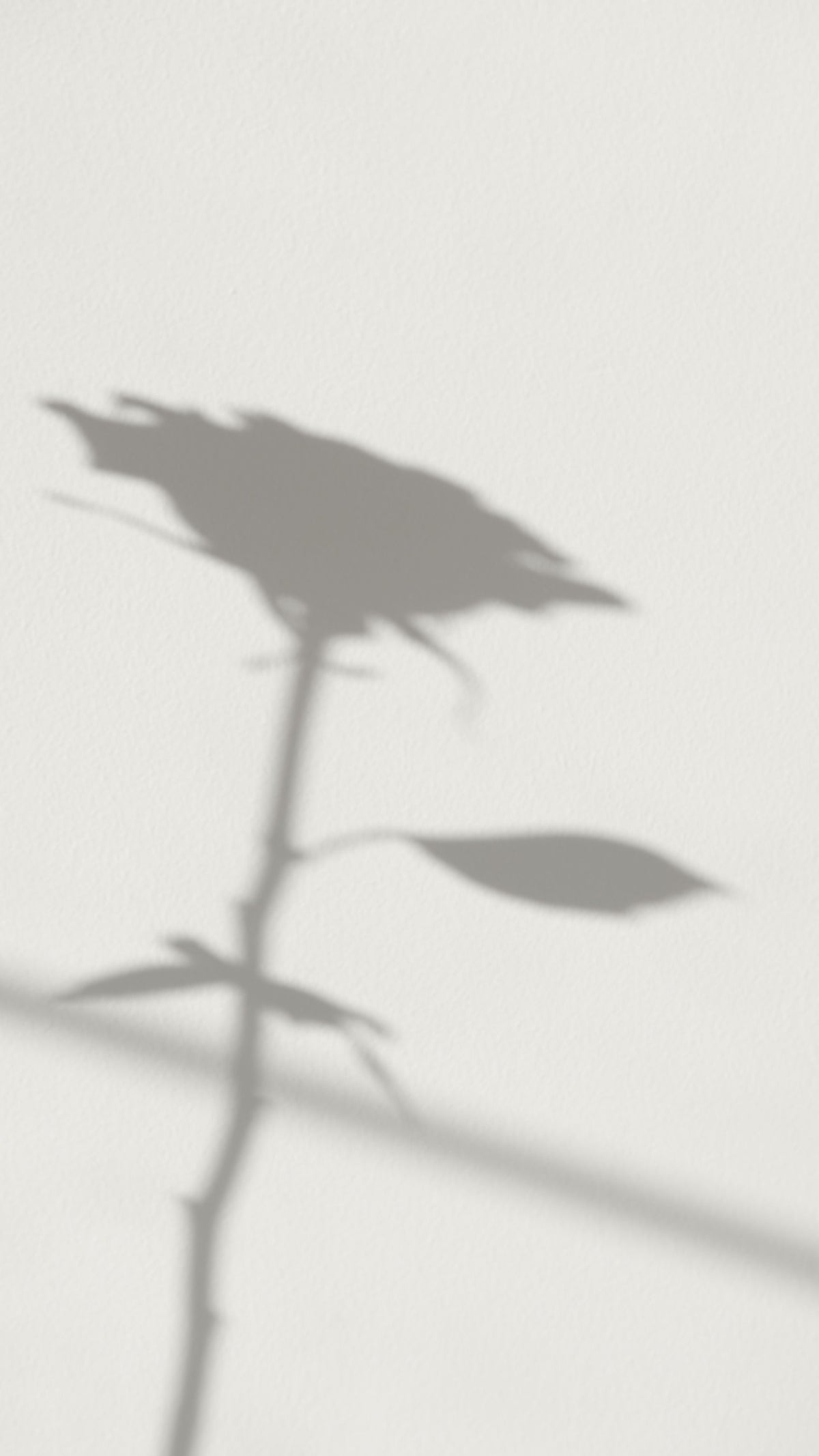 Ombra di un fiore su parete bianca