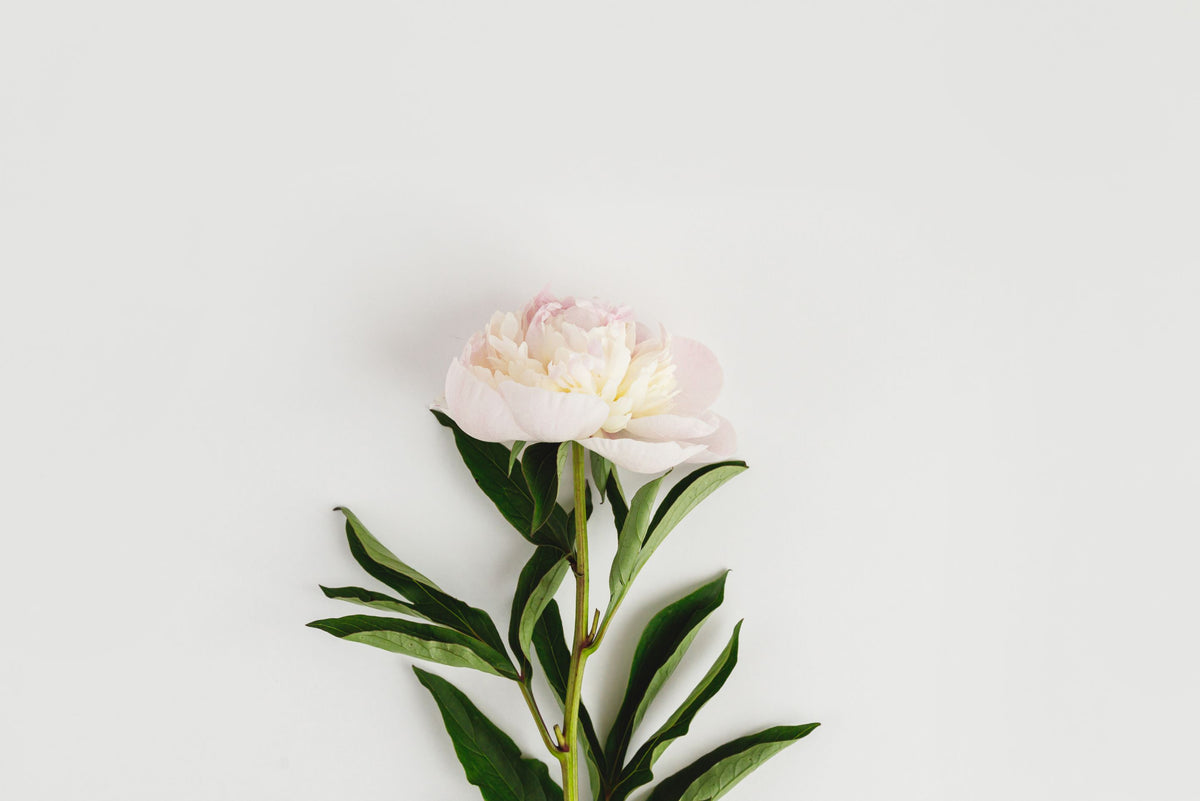 Peonia singola su sfondo bianco