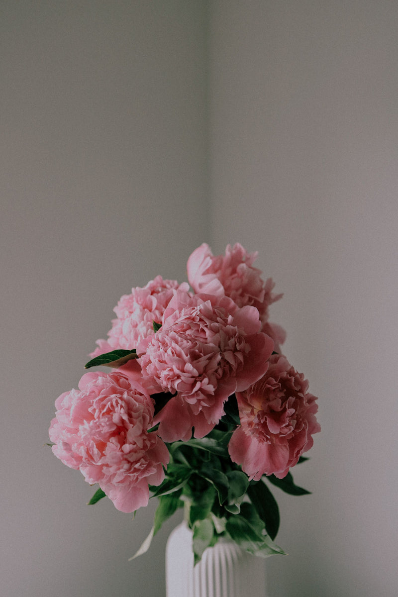 Peonie rosa in vaso